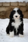 Bearded Collie