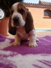 Basset Hound, Basset, Baset