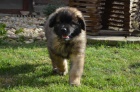 Leonberger tata s PP