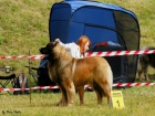 Leonberger tata s PP