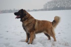 Leonberger tata s PP