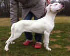 Argentinsk doga - Dogo Argentino tntka