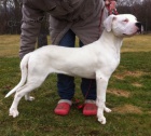 Argentinsk doga - Dogo Argentino tntka