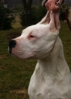 Argentinsk doga - Dogo Argentino tntka