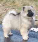 Keeshond / vl pic prodm tata s PP