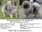 Keeshond / vl pic prodm tata s PP