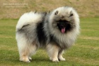 Keeshond / vl pic prodm tata s PP