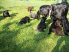 Flat Coated Retriever s PP -posledn nezadan pejsek