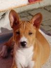 Prodm tn basenji