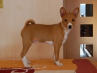 Prodm tn basenji