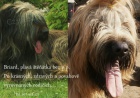 Briard