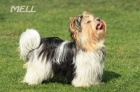 Biewer Yorkshire terrier