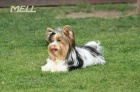 Biewer Yorkshire terrier