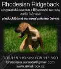 tata rhodeskho ridgebacka s PP