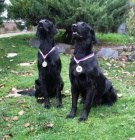 Flat Coated Retriever