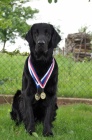 tn Flat Coated Retriever/Retrvr