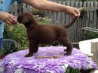 Labradorsk retriever s PP