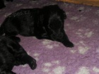 Flat coated retriever s PP