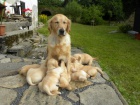 Prodm tata Golden Retrievra