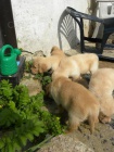 Prodm tata Golden Retrievra