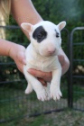 MINI Bullterrier