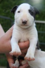 MINI Bullterrier