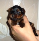 Jorkrsk terir s PP (yorkshire terrier)  voln feneka.