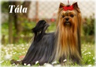 Jorkrsk terir s PP (yorkshire terrier)  voln feneka.