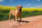 Fena Boerboel