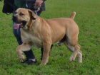 Fena Boerboel