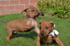 Rhodsk ridgeback krsn tata s PP