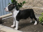 AMSTAFF teniatka s PP