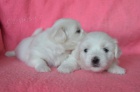 Fenky Coton de Tulear