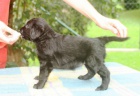 tata flat coated retrievera