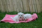 tata Coton de Tulear