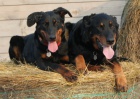 Beauceron ttka s PP