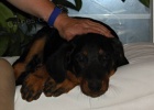 Beauceron ttka s PP