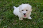 tn Coton de Tulear