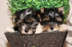 Biewer Yorkshire terrier