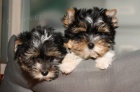 Biewer Yorkshire terrier