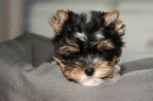 Biewer Yorkshire terrier