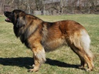 Leonberger s PP