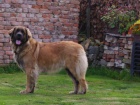 Leonberger s PP