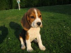 bgl beagle tata