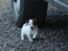 jack russell terrier s PP