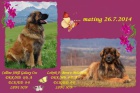 Leonberger teniatka s PP