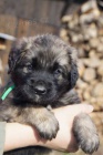 Leonberger teniatka s PP