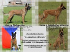 Belgick ovk malinois s PP