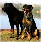 Beauceron- strakat spolenk a ochrnce s PP