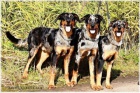 Beauceron- strakat spolenk a ochrnce s PP